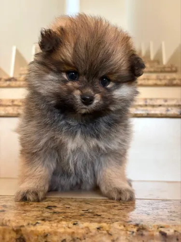 Spitz alemão (Lulu da pomerania)