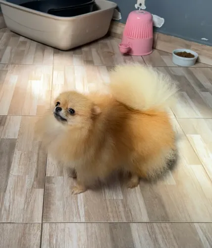 Lulu da Pomerania Fêmea