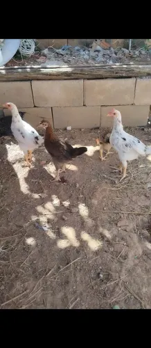 Vendo 3 franguinhas e 2 franguinhos!