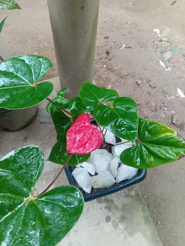 Plantas