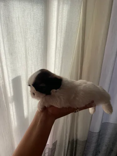 Filhote de shih tzu