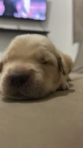 Vendo Golden 