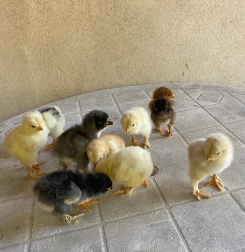 Pintinhos Brahma