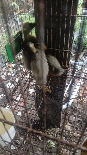 Vende-se filhotes de patos