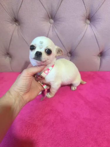 Chihuahua fêmea miniatura branquinha