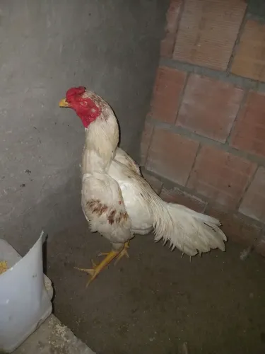 Vendo esse frango crista de bola