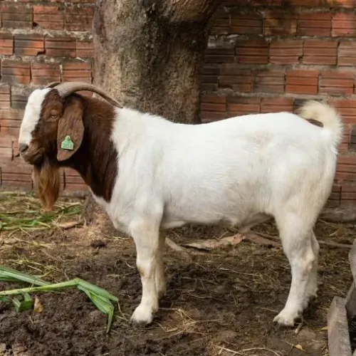 Bodes Boer