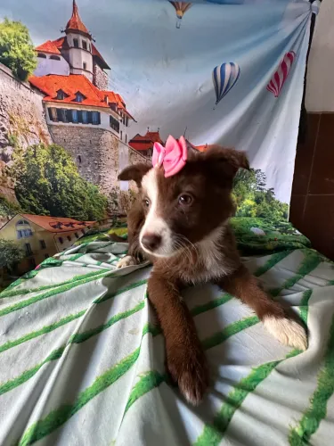 Border collie fêmea