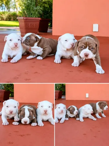 FILHOTE DE PIT BULL