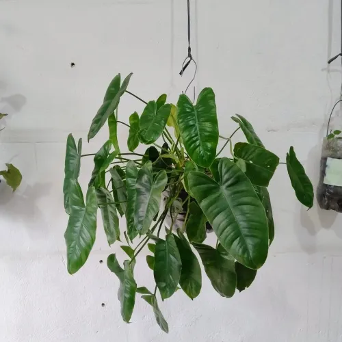 Belas plantinhas