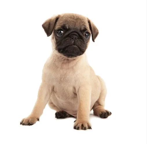 Adoráveis Filhotes de Pug - Companheirismo, Carisma e Muitas Dobrinhas