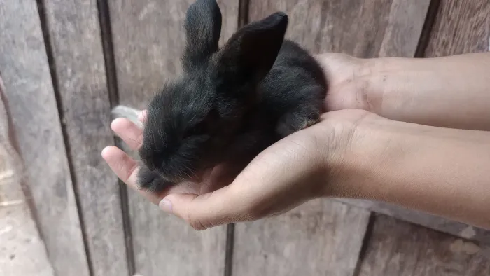 Filhotes de Coelhos 