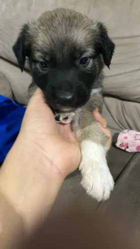 Filhotes de cachorro ?