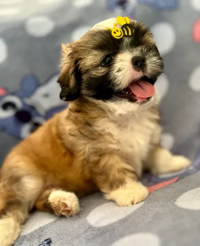 Shih Tzu
