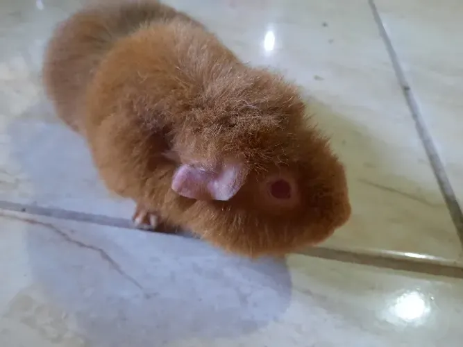 Porquinho da índia raça Teddy