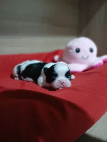 Shih tzu macho disponível 