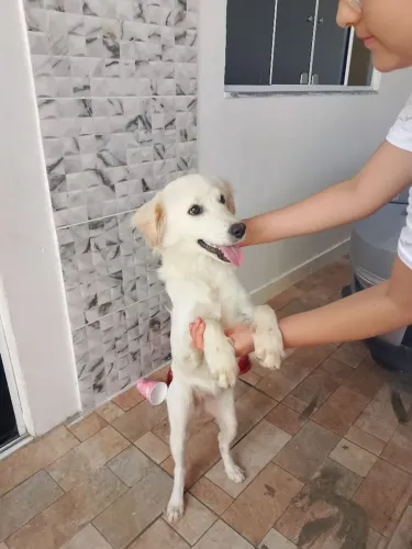 Doação consciente dessa linda cachorrinha