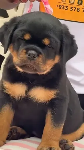 ROTTWEILER FILHOTES DISPONÍVEIS