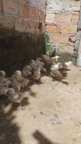 Pintinhos caipirão