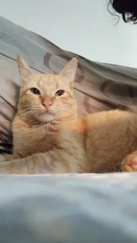 Gatinho para adoção