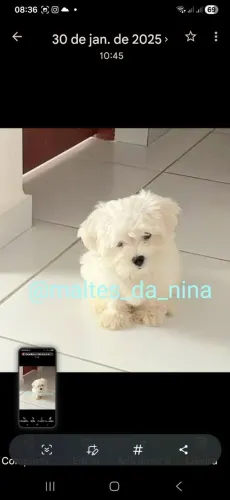 Maltês Macho Micro