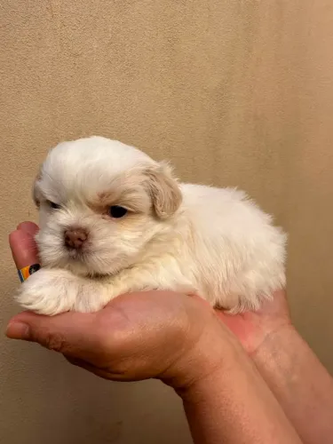Filhote Lhasa Apso ?