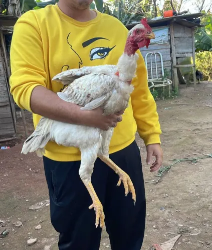 Galinhas raça grande