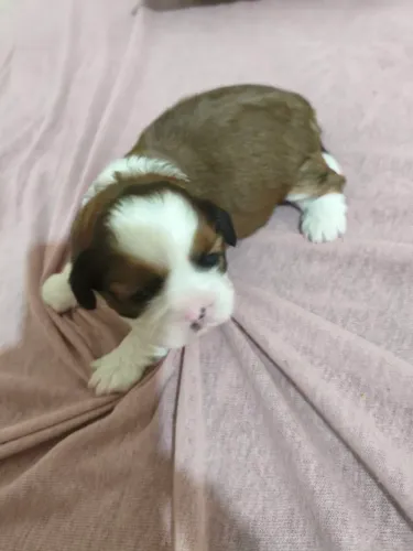 Filhotes de shih tzu macho