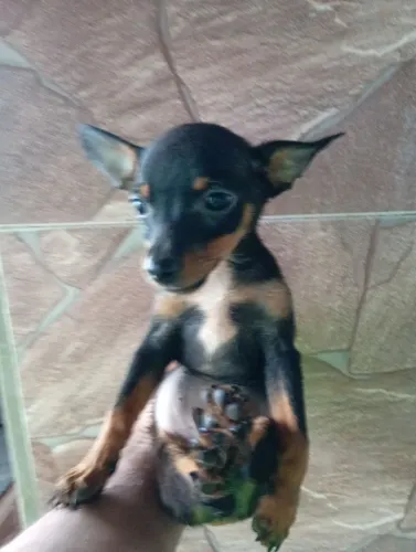 Pinscher Filhotes