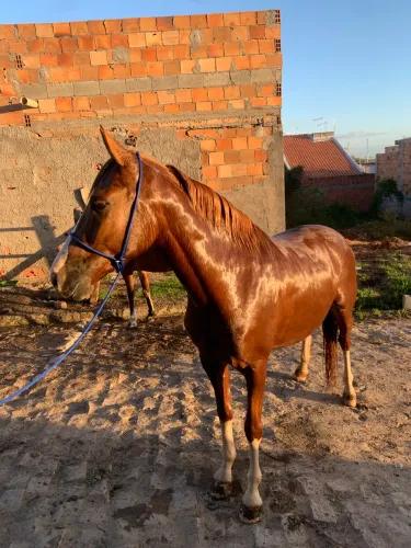 Cavalo de macha batida macio 