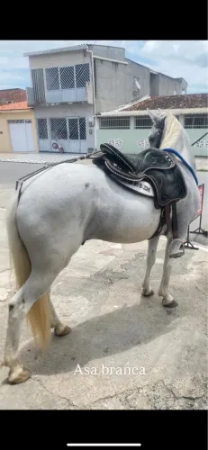 Cavalo baxeiro