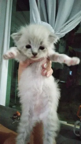 Gatos filhote