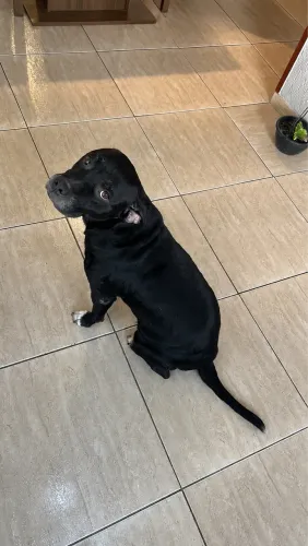 Doação de cachorro 