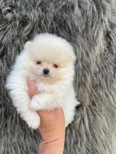 Cachorro Spitz Alemao mini filhote lindo para alegrar sua casa