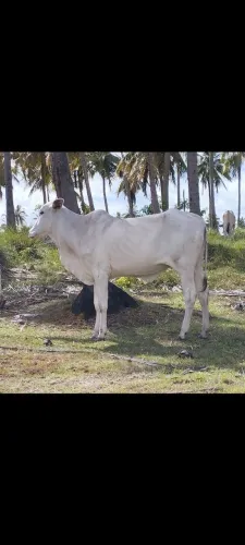 Vendo 2 vacas e 1 bezerra 