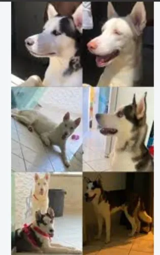 Huscky siberiano fêmea 6 meses valor 600 reais.