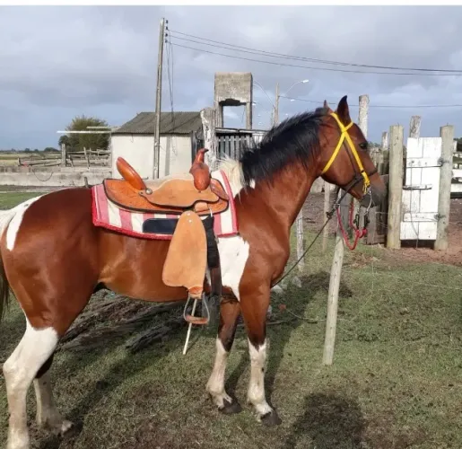 Cavalo Pint Horse
