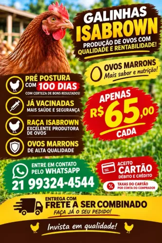 Galinhas poedeiras pre postura
