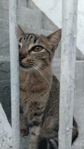 Doação de duas gatinhas adultas e castradas