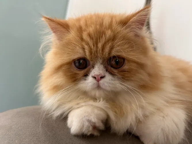 Filhote gato persa doll face macho