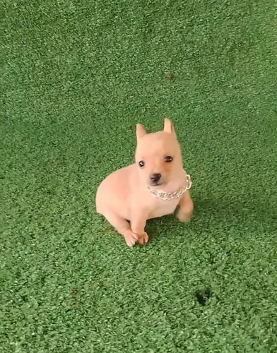 Pinscher esplêndido perfeição 
