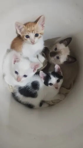 Doa-se gatinhos machos 