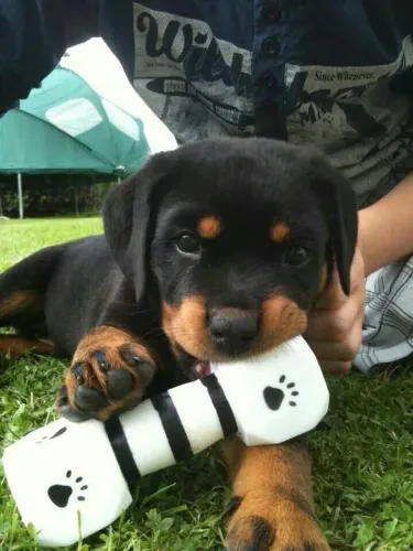 Rottweiler O amor da sua vida pode estar usando chapéu de palha