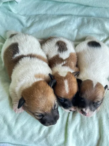 Jack Russel terrier macho * 