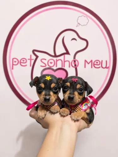 Pinscher MICROS