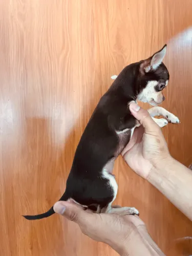 Chihuahua mini macho