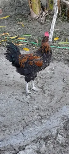 Galos