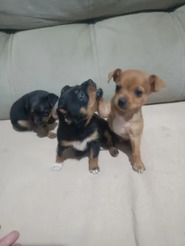 Cachorro pincher 1