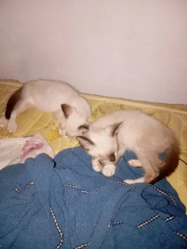 Doação de gatinhos