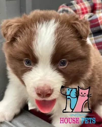 Border Collie esperto e protetor